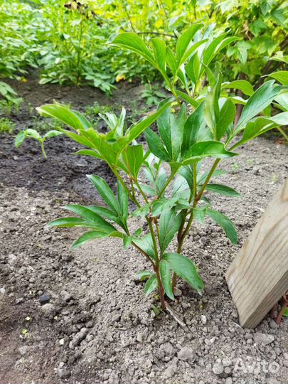 Продам отросшие кусты розовых пионов