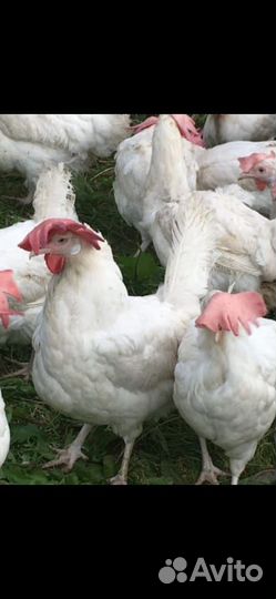 Куры несушки