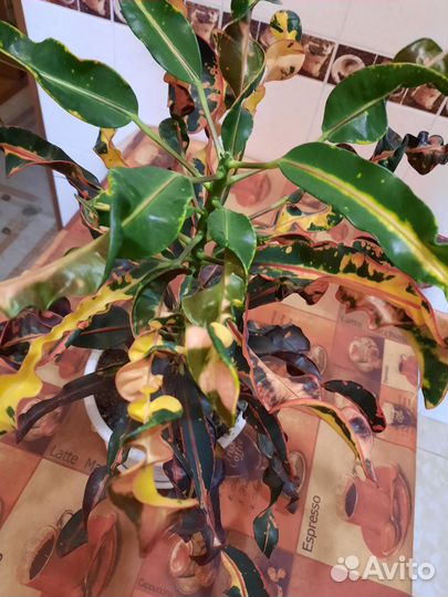 Кротоны редкие