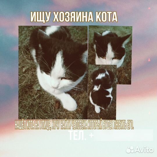 Котик с улицы