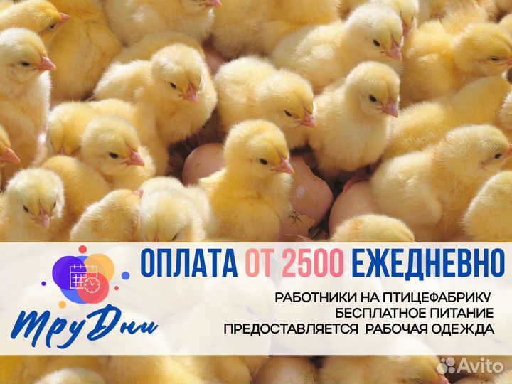 Рабочие на Птицефабрику З/П Ежедневно