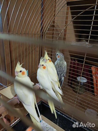 Попугай корелла