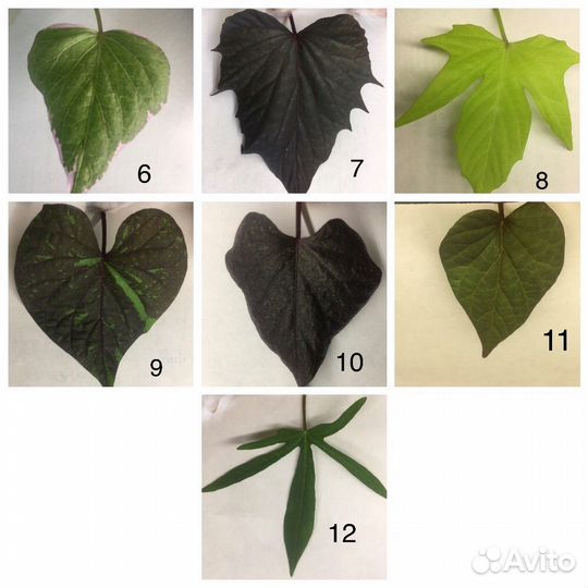 Ипомея батат