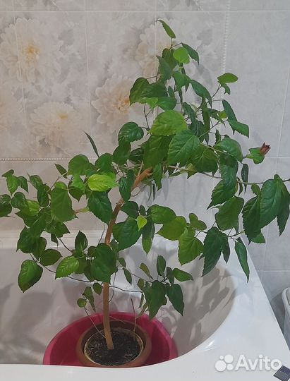 Гибискус Китайская роза