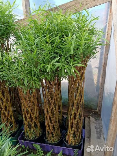 Плетеные деревья