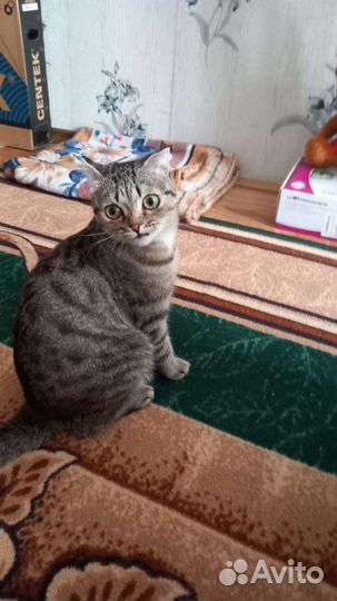 Кошки в добрые руки бесплатно