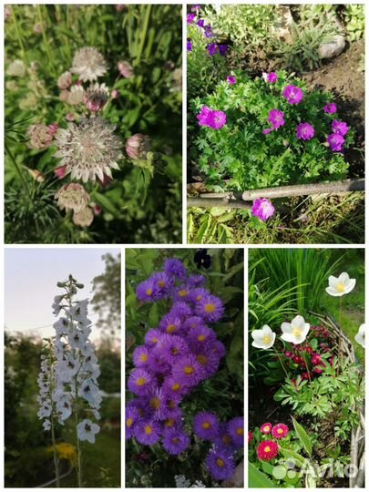 Цветы для сада