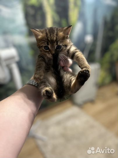Британские котята