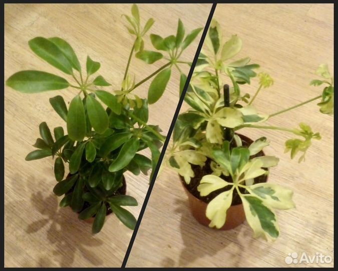 Комнатные цветы шефлера