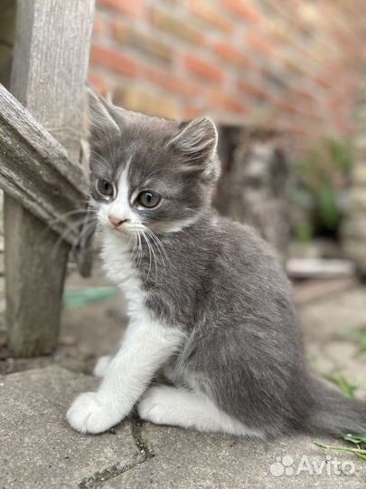 Котята отдам бесплатно