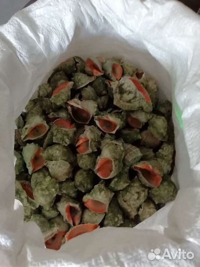 Раковина рапана