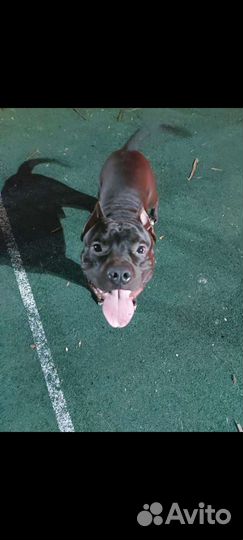 Амстафф вязка