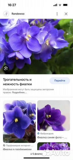 Фиалка в горшке