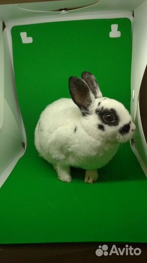 Карликовые крольчата рекс