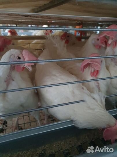 Куры несушки