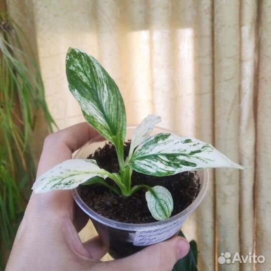 Спатифиллум сенсация вариегатная