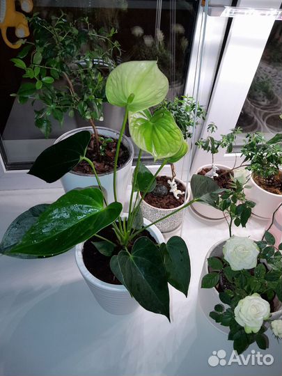 Пальма Арека