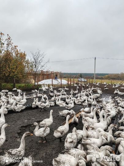 Гуси на племя и на мясо