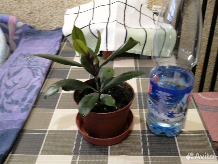 Фикус. кливия