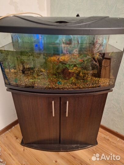 Аквариум с рыбками