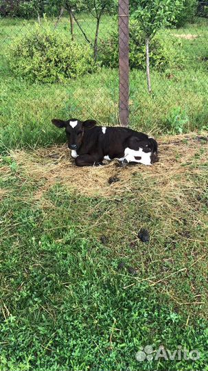 Продам Бычков телочек разной породы