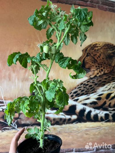 Рассада помидор черри балконые урожай дома