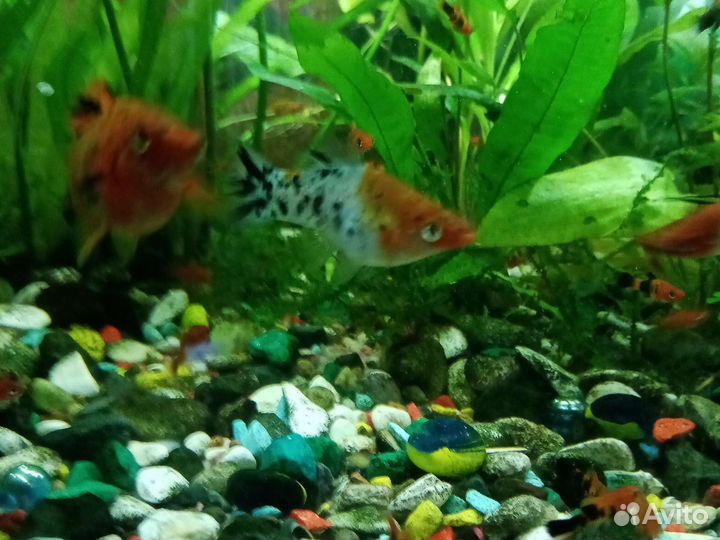 Рыба меченосец