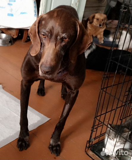 Курцхаар в добрые руки