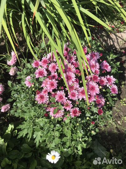 Хризантемы мультифлоры