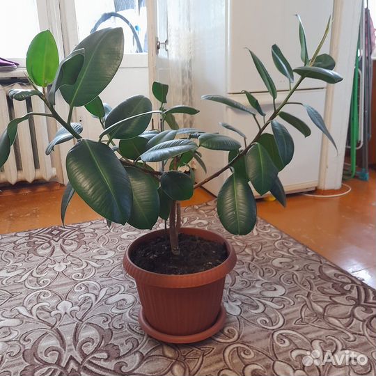 Комнатные цветы