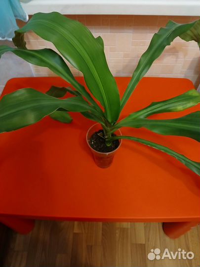 Пальма драцена