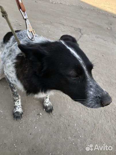 Отдам собачку не большую