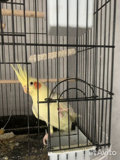 Попугай корелла с клеткой