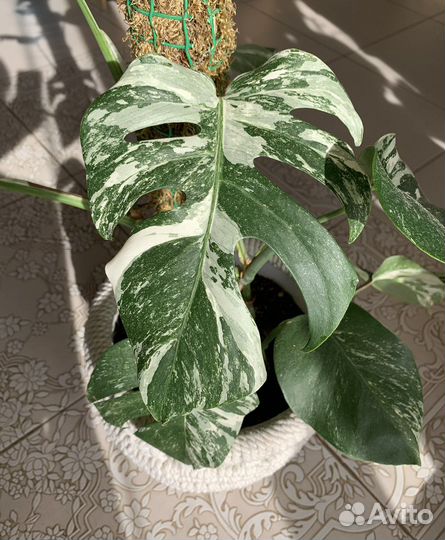 Монстера вариегатная Борзига/Альба черенки