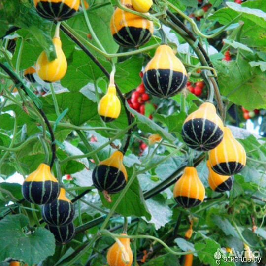 Семена декоративной тыквы