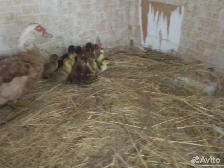 Индоутята+утка