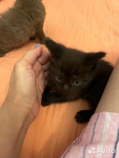 Британские котята
