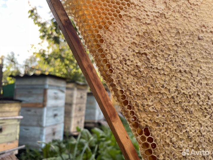 Мёд натуральный, 2023 года В наличии