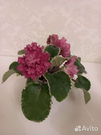 Сортовые фиалки