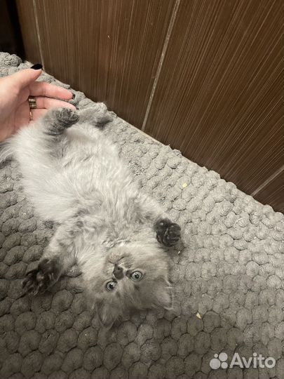 Британские котята