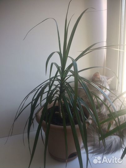 Комнатные растения