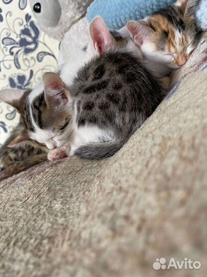 Бенгальская