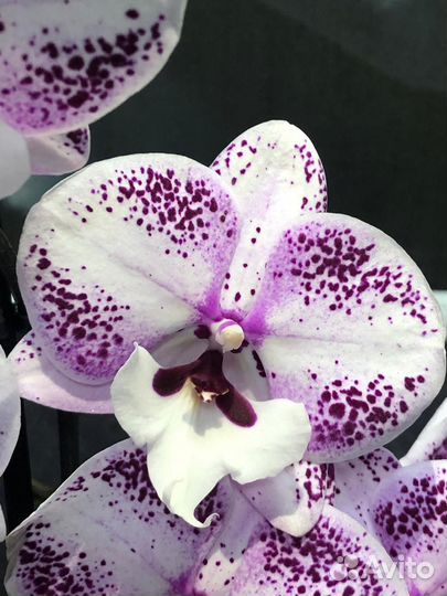 Орхидея фаленопсис Aare Арэ