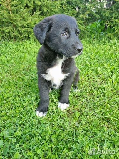 Щенки в добрые руки