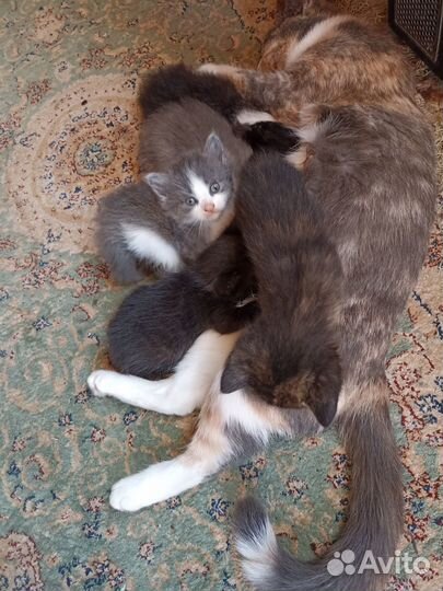 Замечательные котята