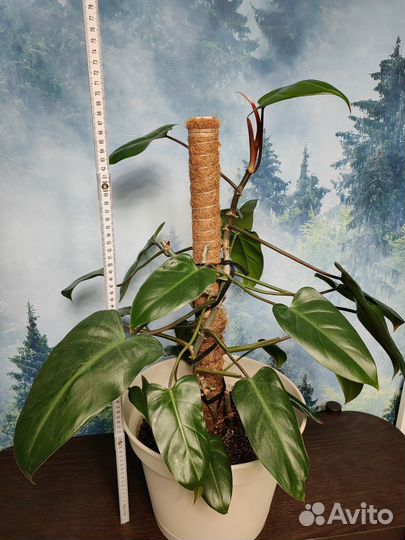 Филодендрон краснеющий 35, 70 см, по 3 ствола