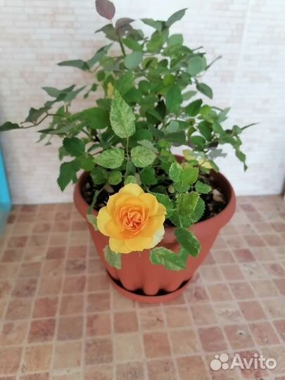 Роза комнатная