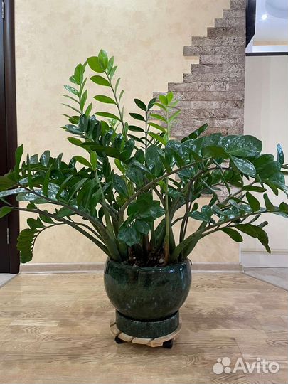 Замиокулькас