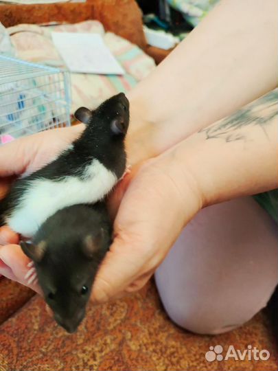 Декоративная крыса