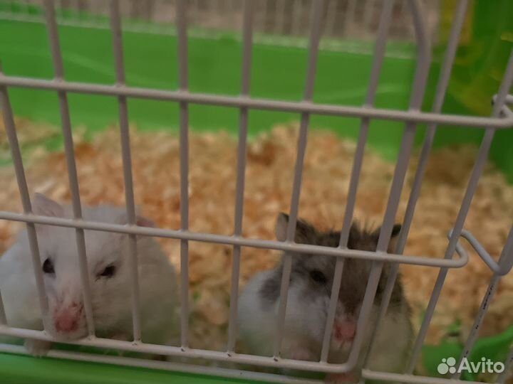 Хомячки с клеткой
